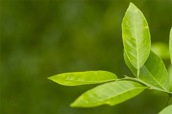 芝生の病気9種を症状から見分けて正しい対策！【比較表付き】