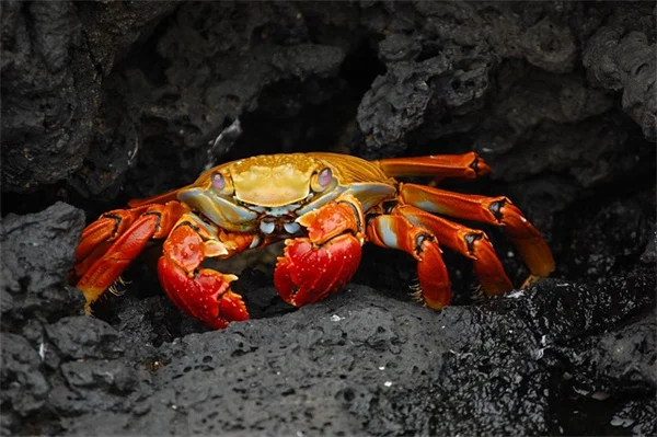 蚊香片でキノコバエを撃退！自宅でできる簡単な対策