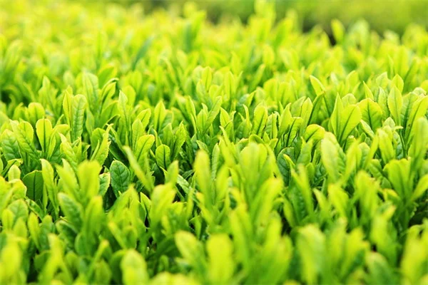 中西部で一年生花卉を選ぶなら？州別おすすめと育て方のコツ